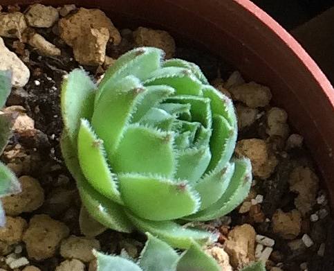 センペルビブム属 Semervivum の特徴と種類 育て方 多肉ちゃんこんにちは 多肉植物の育て方サイト