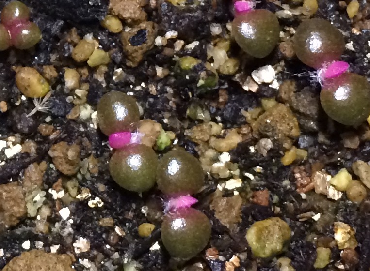 アナカンプセロス 桜吹雪 の実生記録 種まきからの育て方を解説 多肉ちゃんこんにちは 多肉植物の育て方サイト