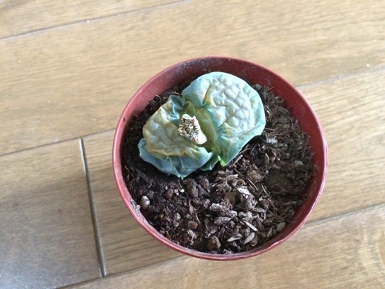 リトープスが腐ったり傷ができた時 トップジンｍは効果があるのか 多肉ちゃんこんにちは 多肉植物の育て方サイト