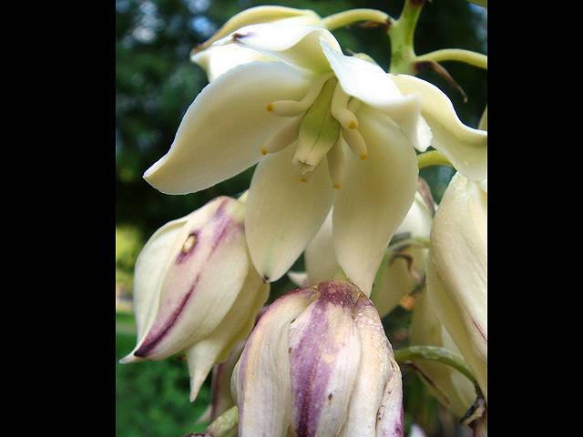 仙寿蘭（アロイフォリア）の花