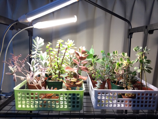 植物育成LEDライト