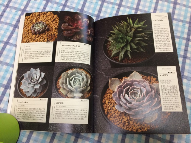 多肉植物 エケベリア NHK趣味の園芸　12か月栽培ナビNEO