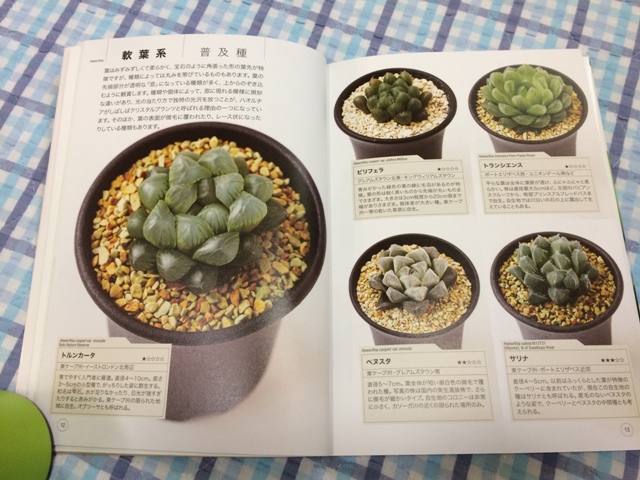 多肉植物ハオルチア NHK趣味の園芸　12か月栽培ナビNEO (NHK出版新書)