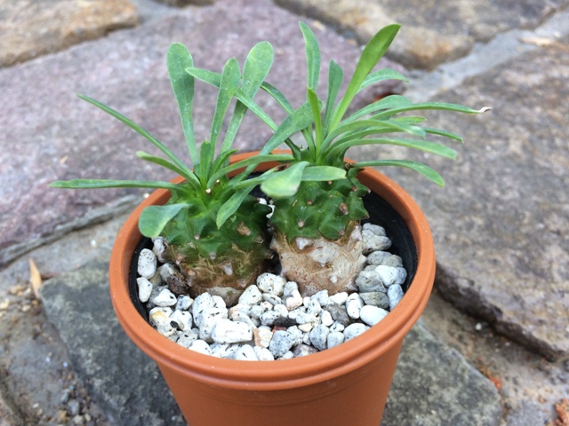 ユーフォルビア属（Euphorbia）の特徴と種類・育て方