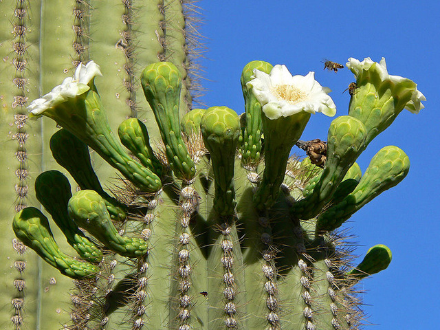 柱サボテン　弁慶柱（ベンケイチュウ）Carnegiea giganteaの花