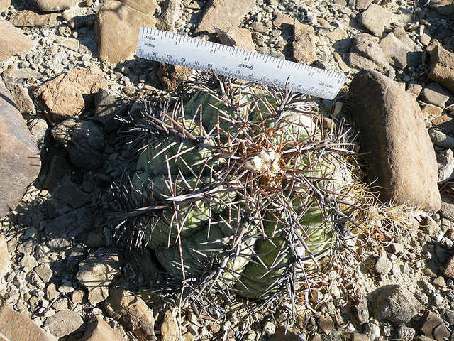 Echinocactus horizonthalonius　エキノカクタス　太平丸（タイヘイマル）