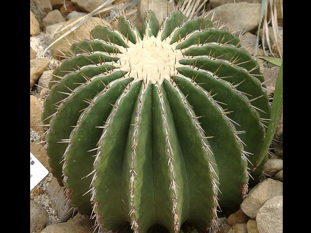 Echinocactus platyacanthus　エキノカクタス　春雷（シュンライ）