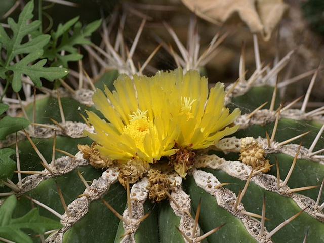 Echinocactus platyacanthus　春雷（シュンライ）の花
