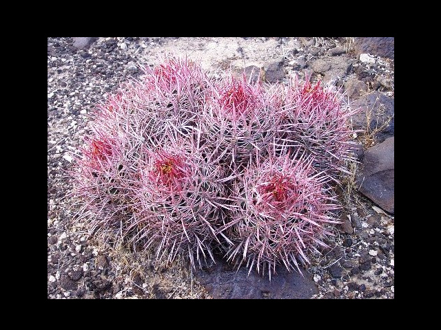 Echinocactus polycephalus　大竜冠（タイリュウカン）