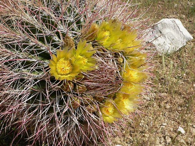 Ferocactus cylindraceus　フェロカクタス　鯱頭（シャチガシラ）の花