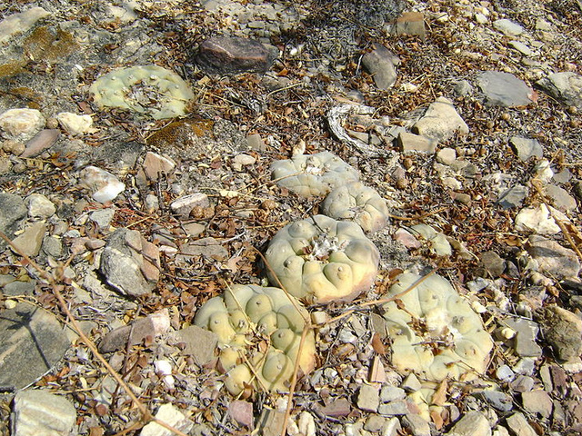 Lophophora diffusa　ロフォフォラ　翠冠玉（スイカンギョク）の自生地